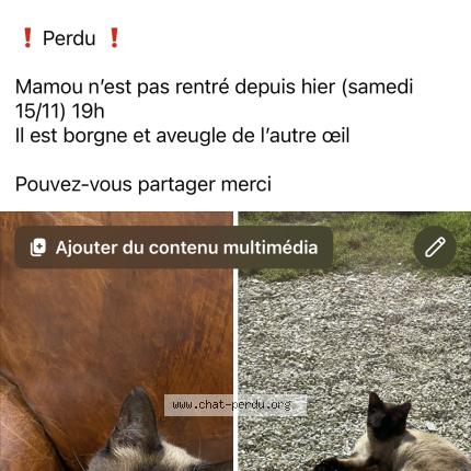 Photo 1/1 Chat retrouvé Perdu à Digosville