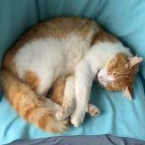 Photo de chat perdu à Saint Venant