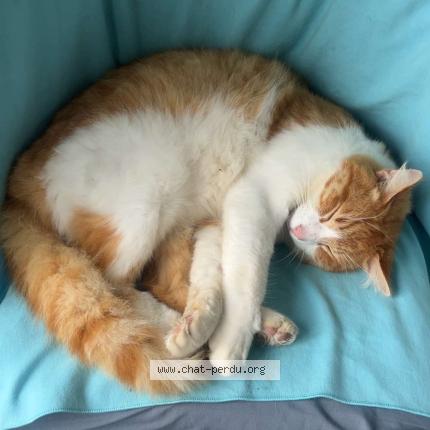 Photo 1/1 Cookie Chat perdu à Saint venant