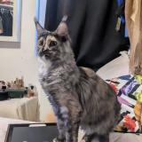 Photo de chat trouvé à Nimes