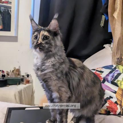 Photo 1/1 Chat retrouvé Trouvé à Nimes