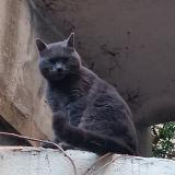 Photo de chat trouvé à Marseille