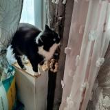 Photo de chat perdu à La Chapelle Thecle