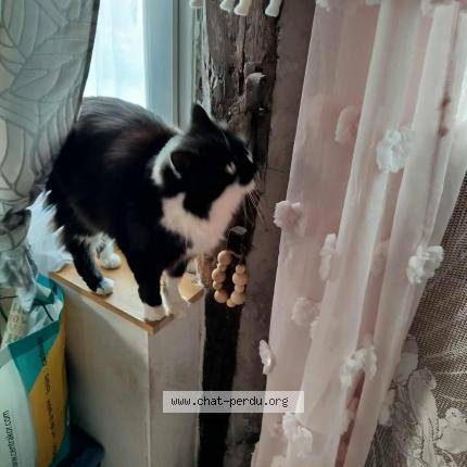 Photo 1/1 Minou Chat perdu à La chapelle thecle