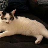 Photo de chat perdu à La Chapelle Sur Erdre