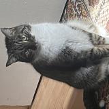 Photo de chat perdu à Paris