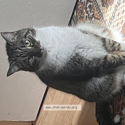 Photo 1/1 Chat retrouvé Perdu à Paris