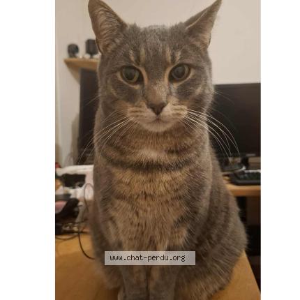 Photo 1/1 Grigri Chat perdu à Aubiere