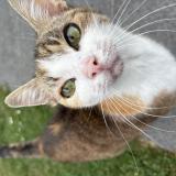 Photo de chat perdu à Croix