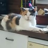 Photo de chat perdu à Bussac Foret