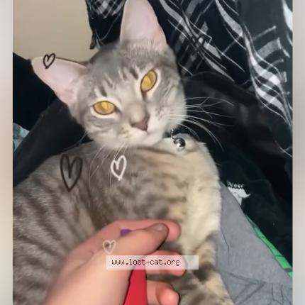 Photo 1/1 Slavika Chat perdu à Renton