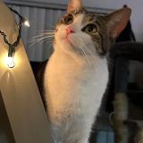 Photo de chat perdu à Phoenix