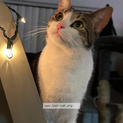 Photo 1/1 JJ Chat perdu à Phoenix