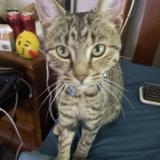 Photo de chat perdu à Clarkson