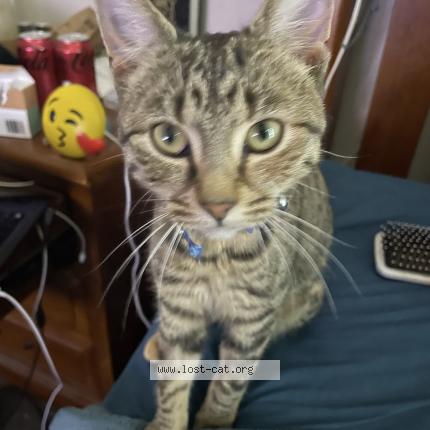 Photo 1/1 Olivia Chat perdu à Clarkson