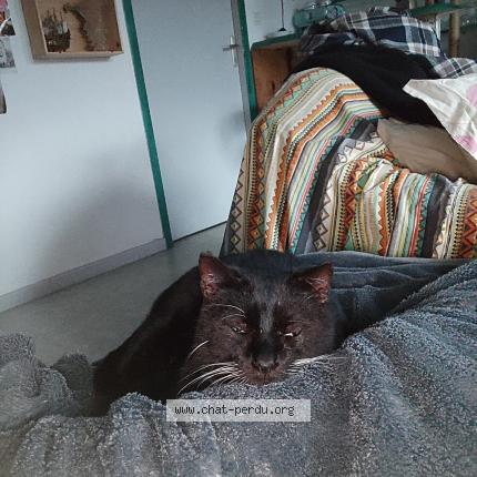 Photo 1/1 Elenterio Ren&eacute; Chat perdu à Magescq