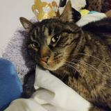 Photo de chat perdu à Montcabrier