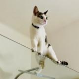 Photo de chat perdu à Nice