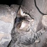 Photo de chat perdu à Epineux Le Seguin