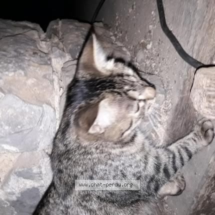 Photo 1/1 Suzi Chat perdu à Epineux le seguin