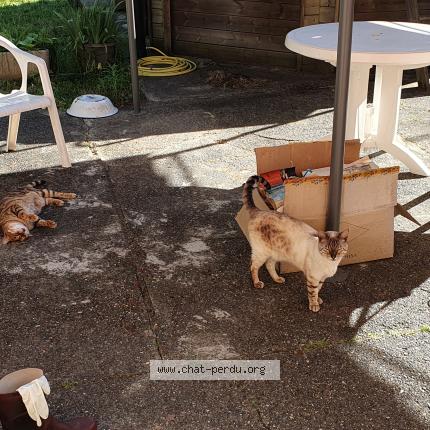 Photo 1/1 Milky Chat perdu à Lesperon