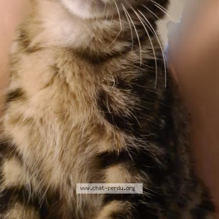 Photo 1/1 Romeo Chat perdu à Sainte savine