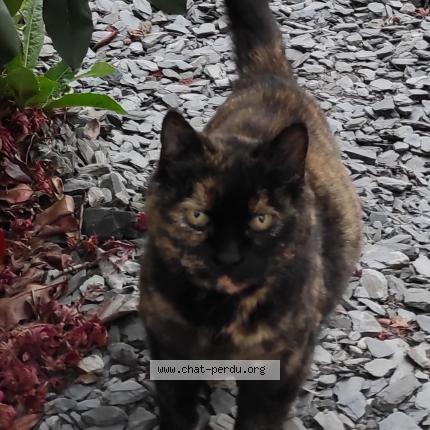 Photo 1/1 Chat retrouvé Trouvé à Bulligny