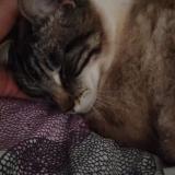 Photo de chat perdu à Meru