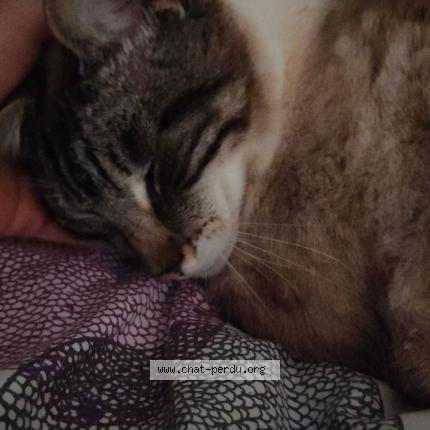 Photo 1/1 Nova Chat perdu à Meru