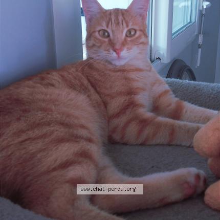 Photo 1/1 Simba Chat perdu à Aubigny