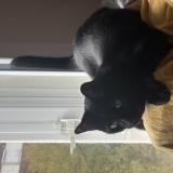 Photo de chat perdu à Rennes