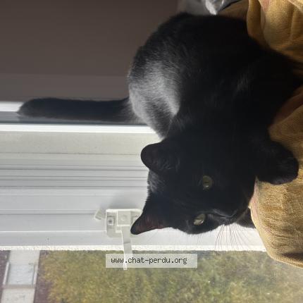 Photo 1/1 Shipper Chat perdu à Rennes
