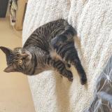 Photo de chat perdu à Rambervillers