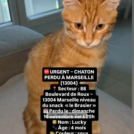 Photo 2/2 Chat retrouvé Perdu à Marseille