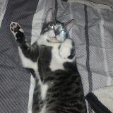 Photo de chat perdu à Ris Orangis