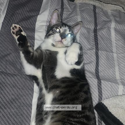 Photo 1/1 Timi Chat perdu à Ris orangis