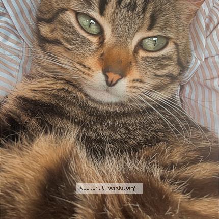 Photo 1/1 Venom Chat perdu à Saint martin des champs