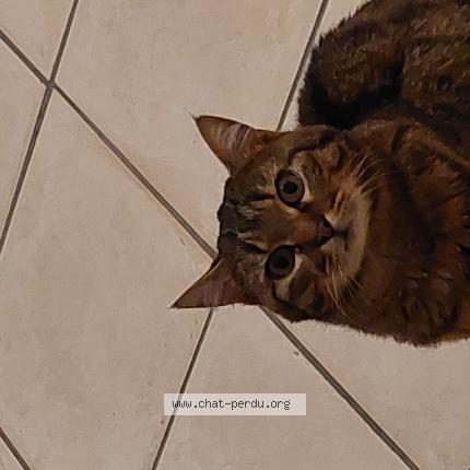 Photo 1/1 San Chat perdu à Champignelles