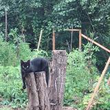 Photo de chat perdu à Steinsoultz