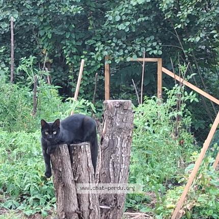 Photo 1/1 Jack Chat perdu à Steinsoultz