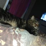 Photo de chat perdu à Compiegne