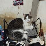 Photo de chat trouvé à Villa Santa Rita