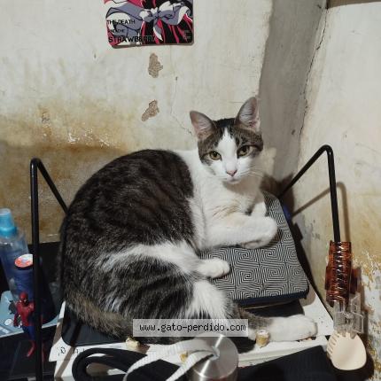 Photo 1/1 Chat trouvé Trouvé à Villa santa rita