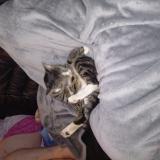 Photo de chat perdu à Haccourt