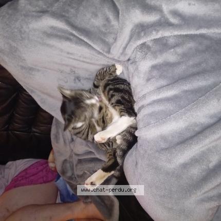 Photo 1/1 Garou Chat perdu à Haccourt