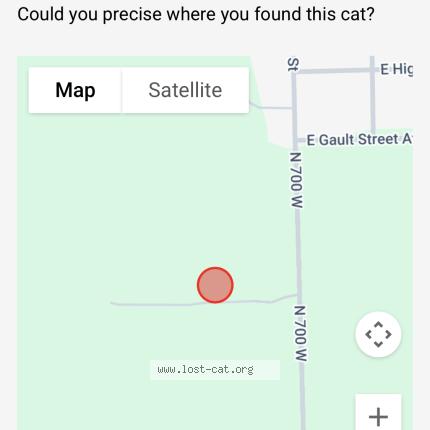 Photo 1/1 Chat trouvé Trouvé à Warsaw