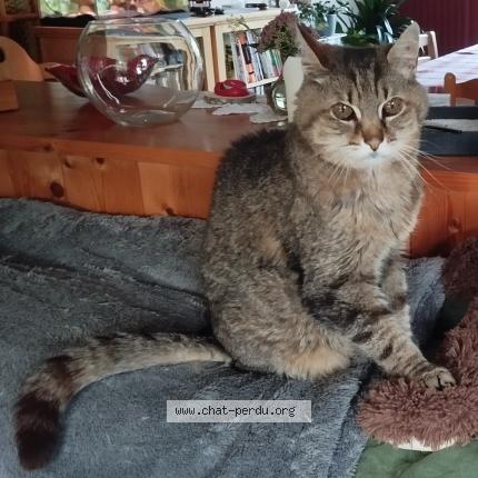 Photo 1/1 Crapule Chat perdu à Hennebont