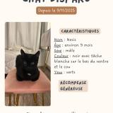 Photo de chat perdu à Clichy Sous Bois