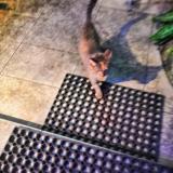 Photo de chat trouvé à Tarbes