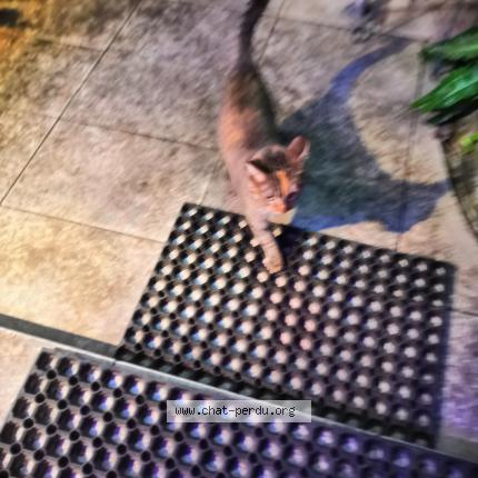 Photo 1/1 Chat trouvé Trouvé à Tarbes